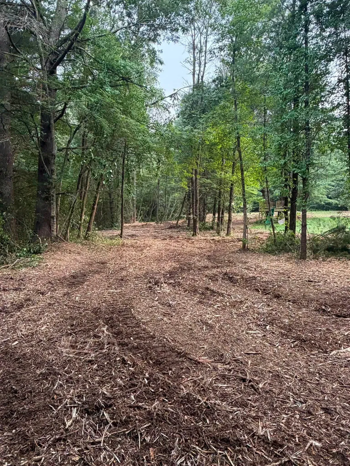 Woodland area mulched down to a layer of wood chips between standing trees