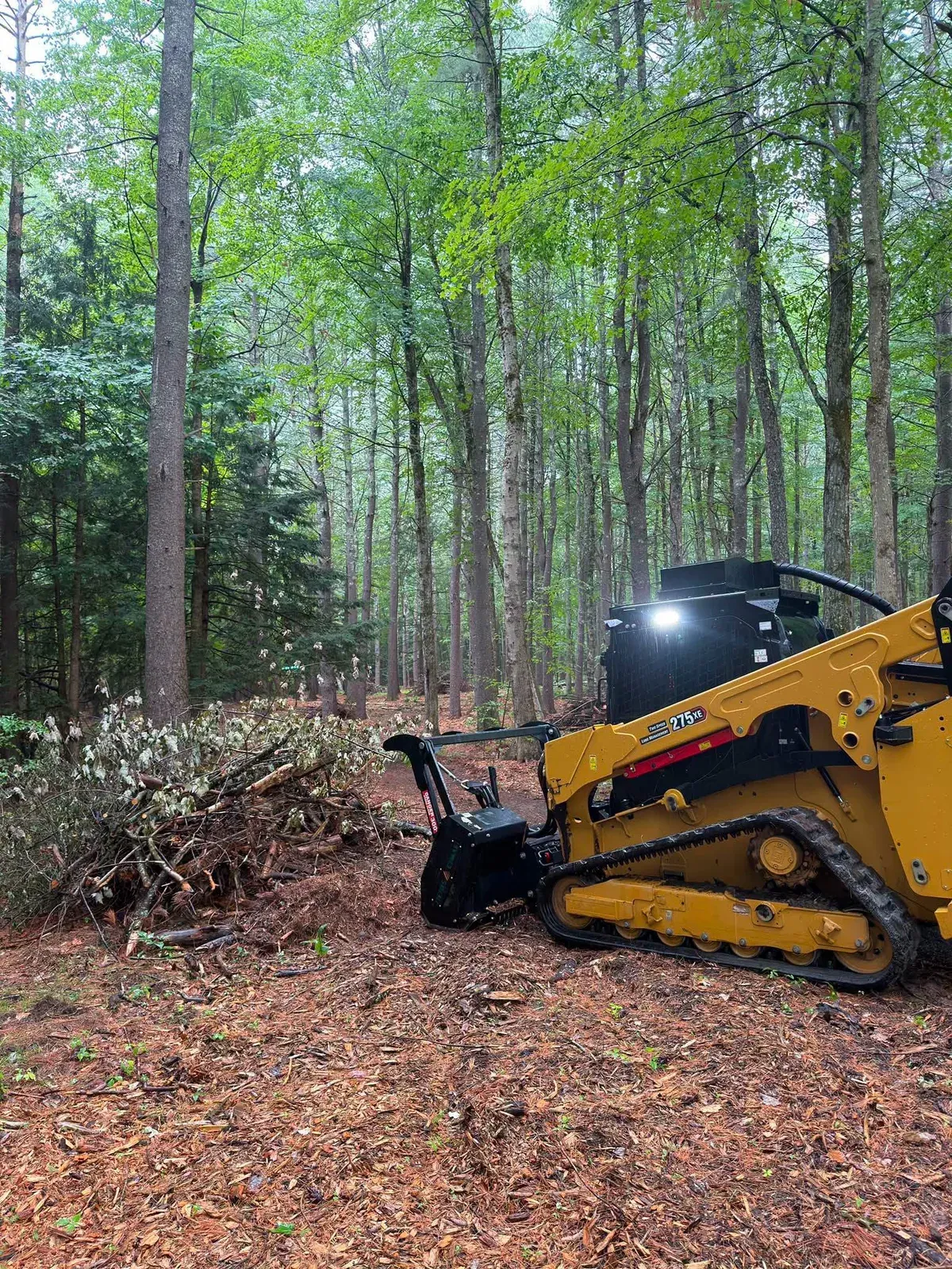 Forestry mulcher clearing understory brush in a pine and hardwood forest