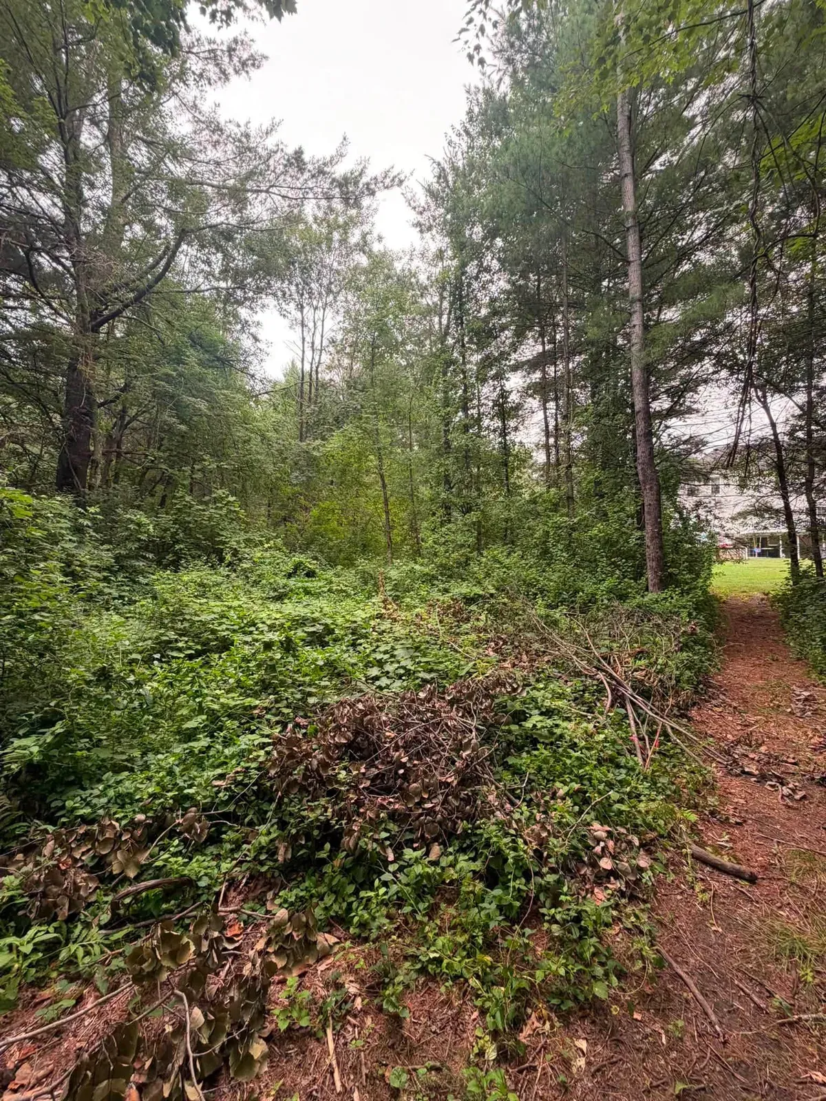 Overgrown brush and saplings along a wooded trail before mulching