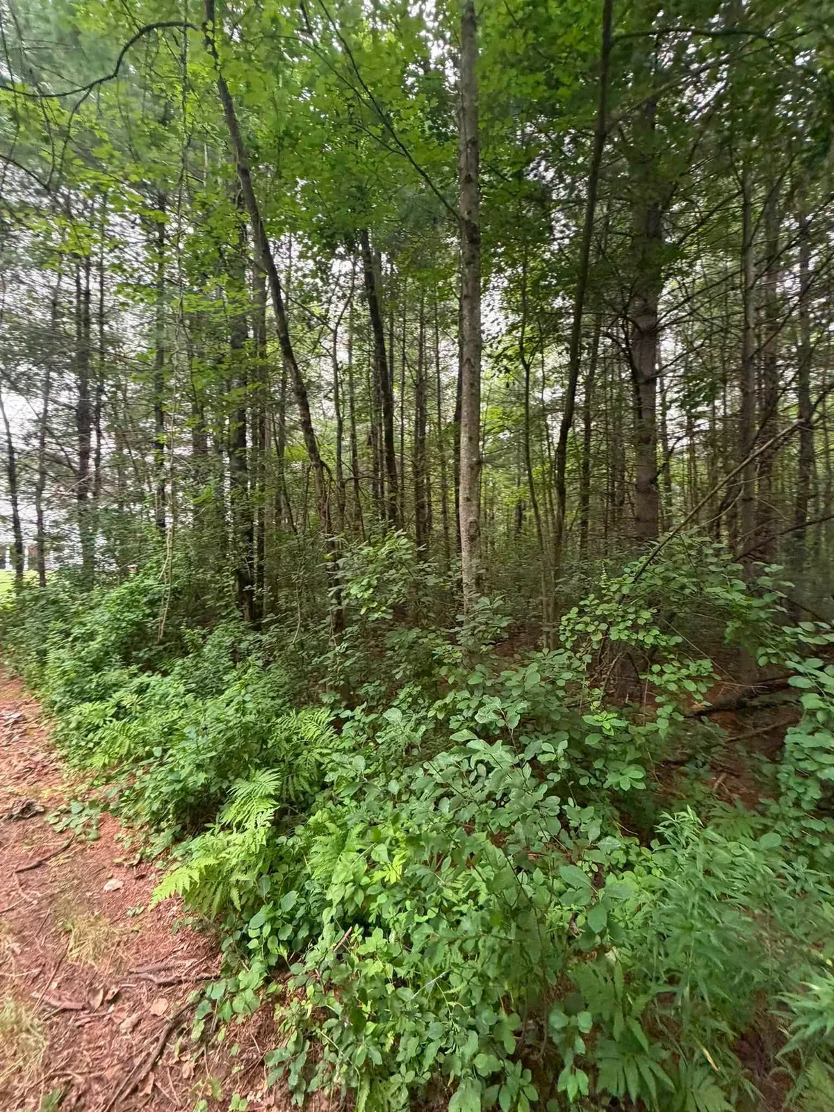 Dense understory growth in the woods before forestry mulching