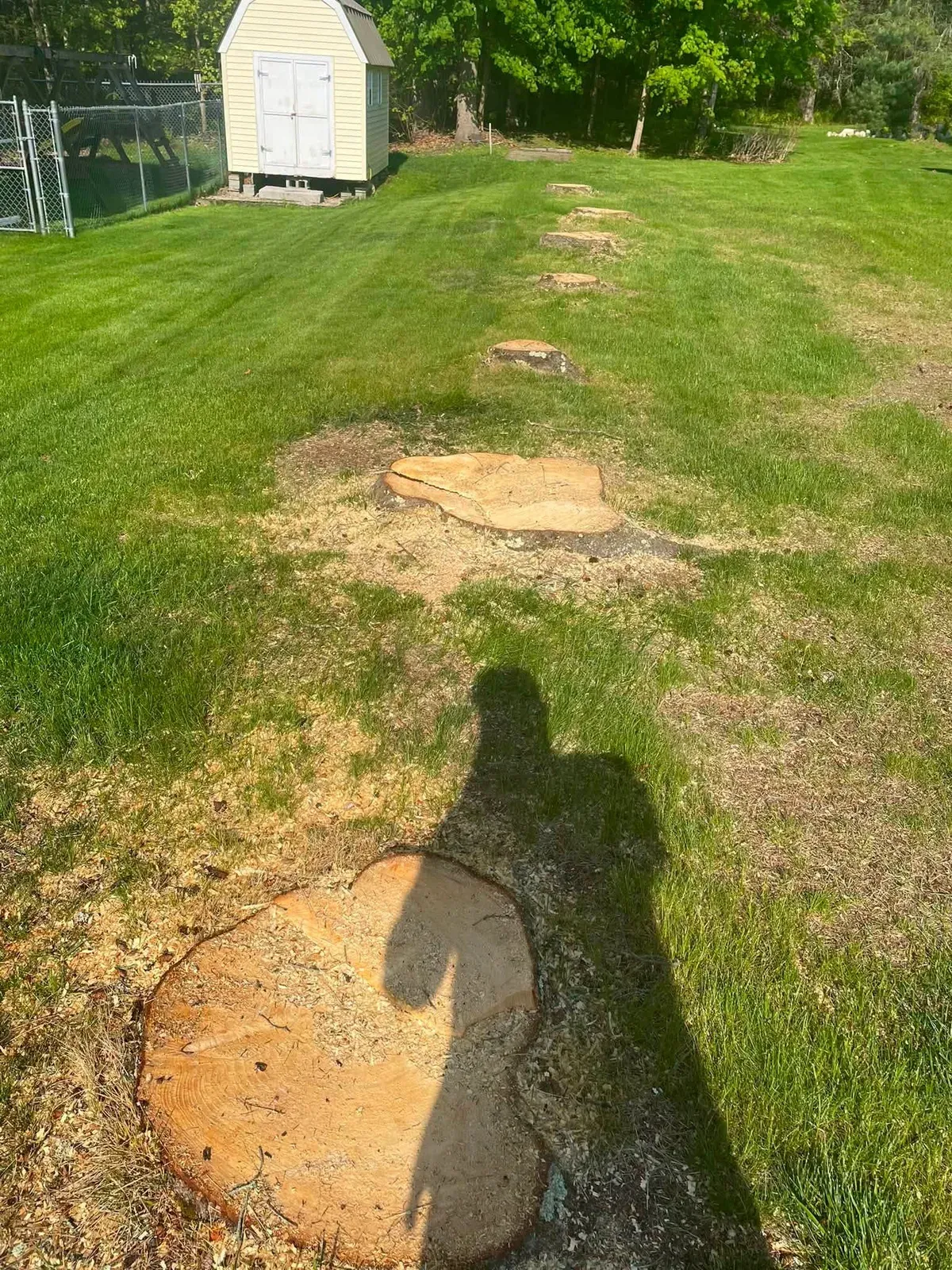 Two stumps ground down to wood chips in a backyard lawn near a shed