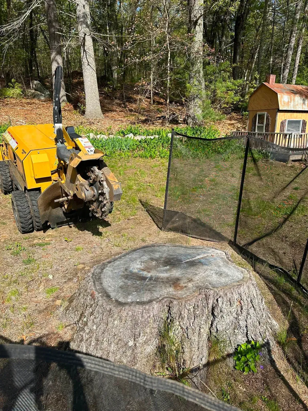Large hardwood stump next to a stump grinder and safety netting near a shed