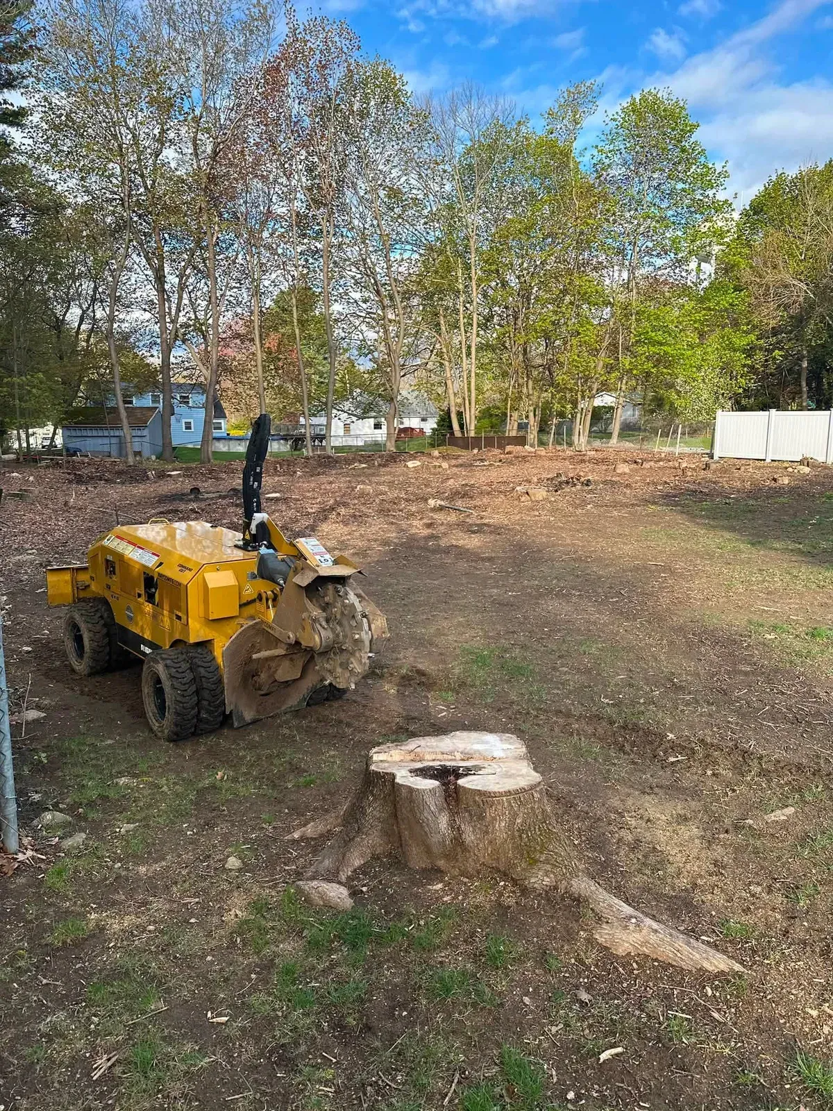 Stump grinder approaching two cut stumps in an open residential yard