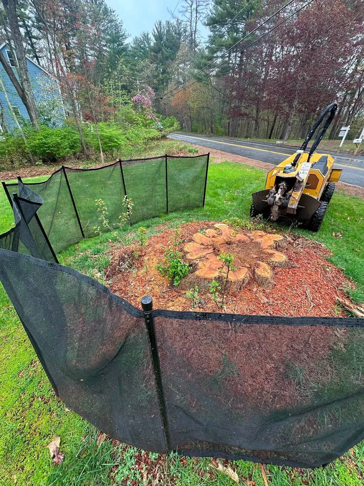 Large stump surrounded by safety netting next to a road