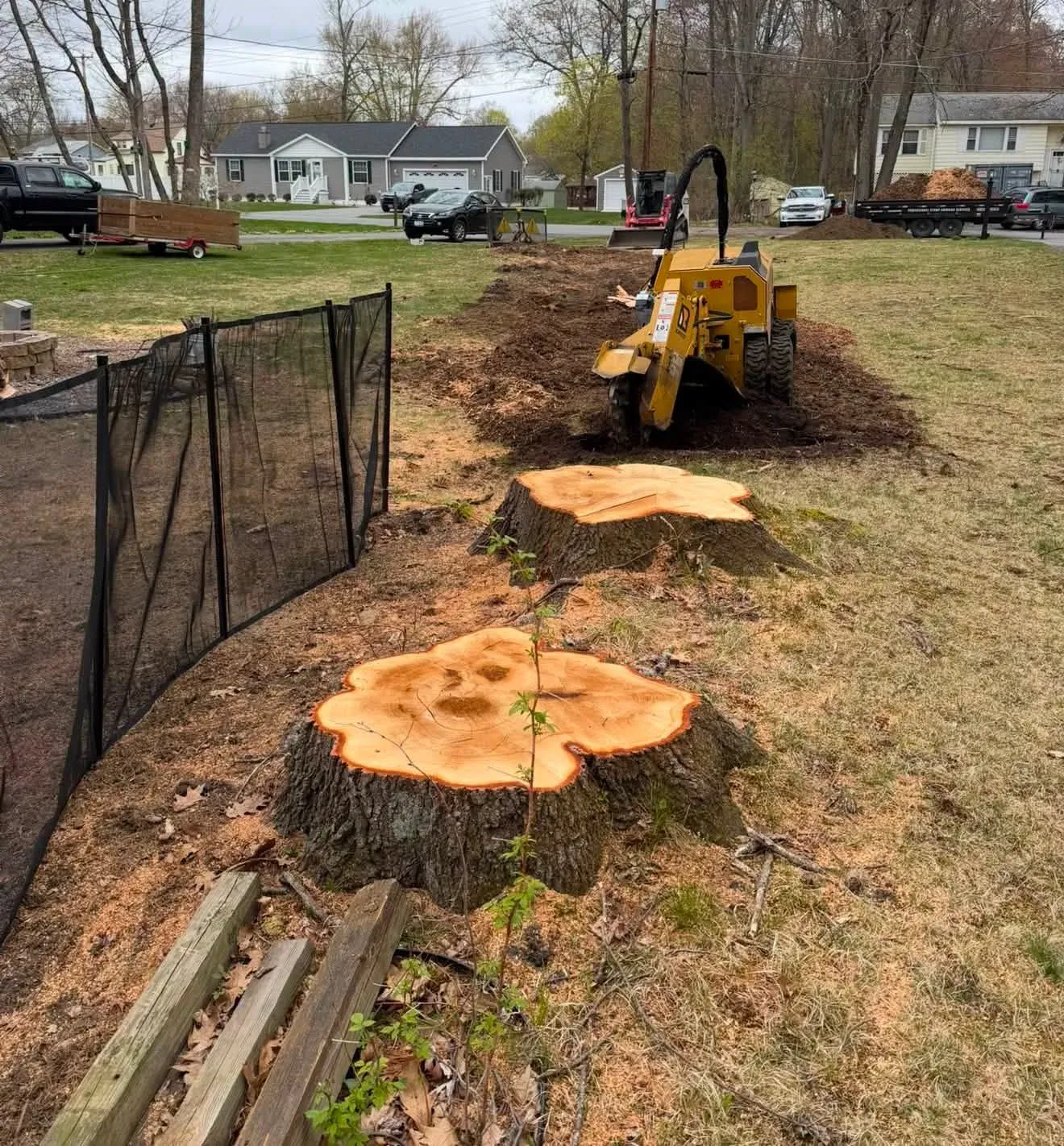 Row of freshly cut stumps along a fence line waiting to be ground