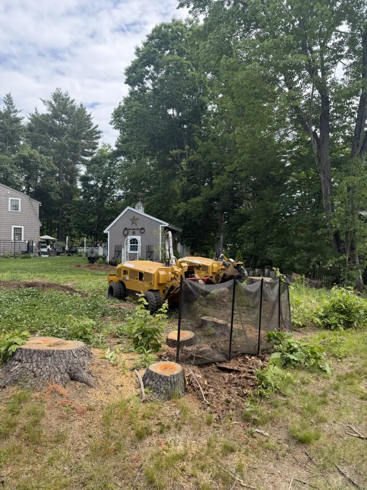 Stumps in a side yard next to a house with a stump grinder at work