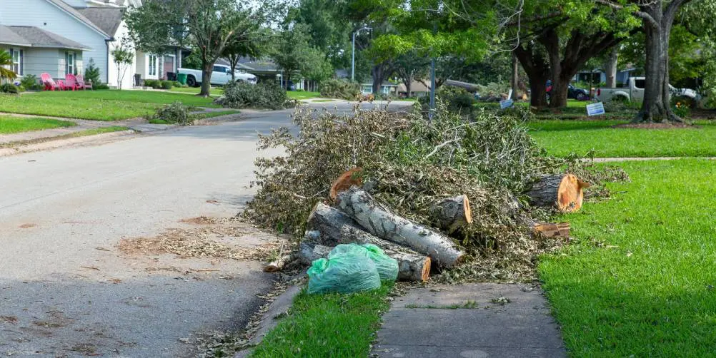 Curbside pile of cut tree branches